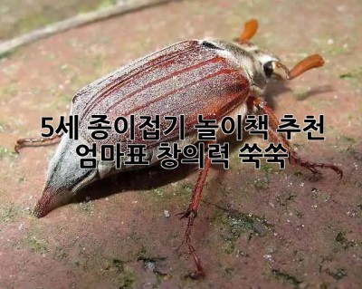 5세 종이접기🎨 놀이책 추천! 엄마표 창의력 쑥쑥!