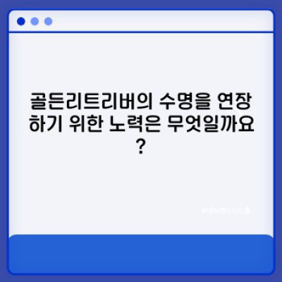 골든리트리버 수명: 건강하게 오래 함께하는 비결