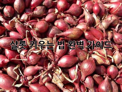 샬롯 키우는 법: 완벽 가이드